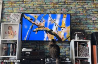 Профессор смотрит на птиц по телевизору — видео 1