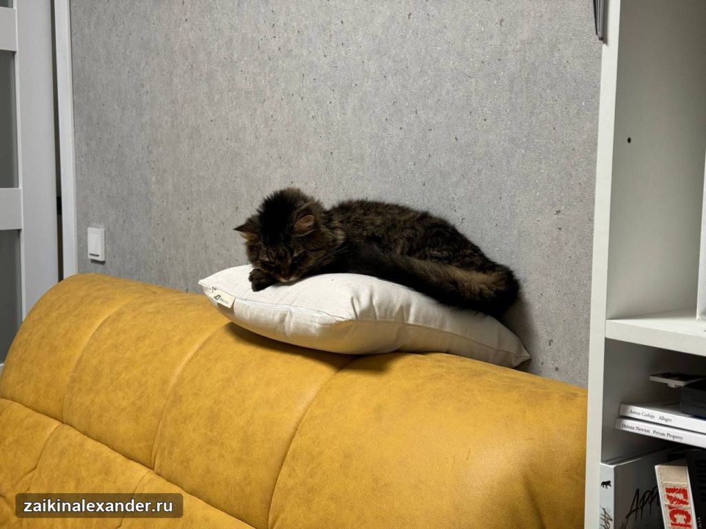 Профессор отдыхает на новой подушке — кадр 6