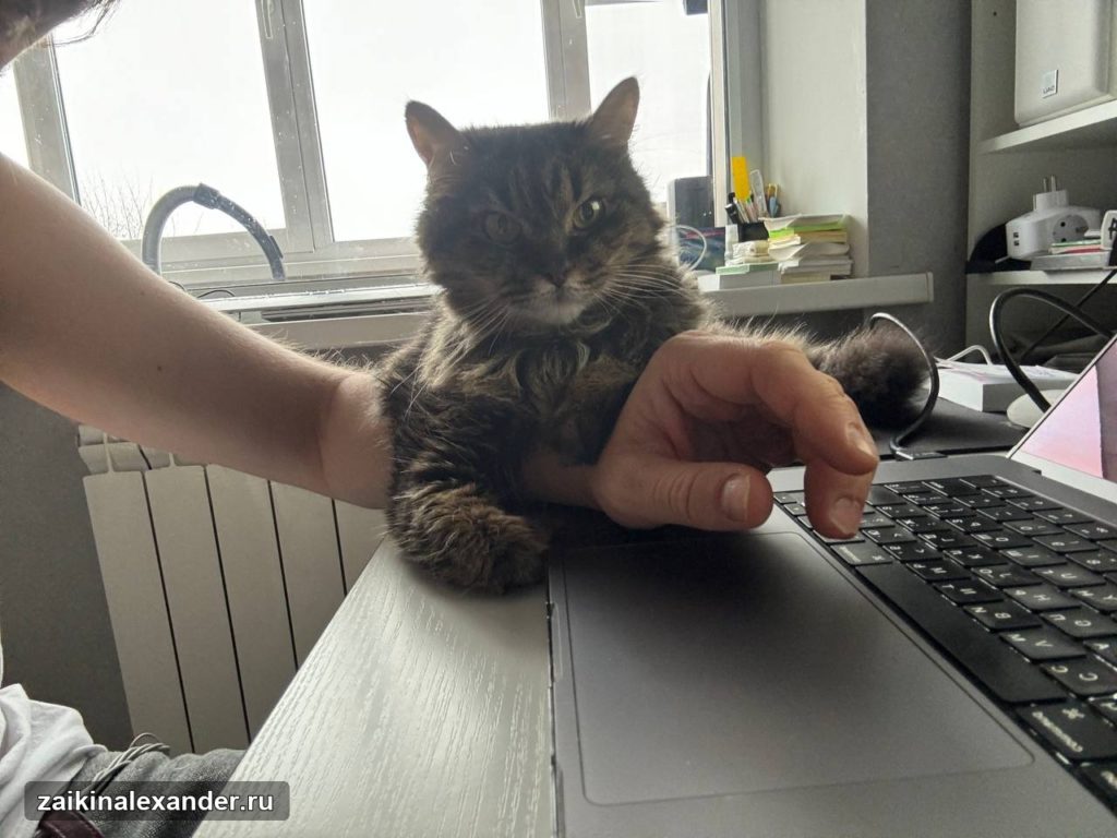 Кот Профессор помогает работать