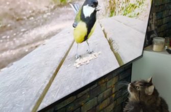 Коты смотрят передачу о природе — фрагмент 1