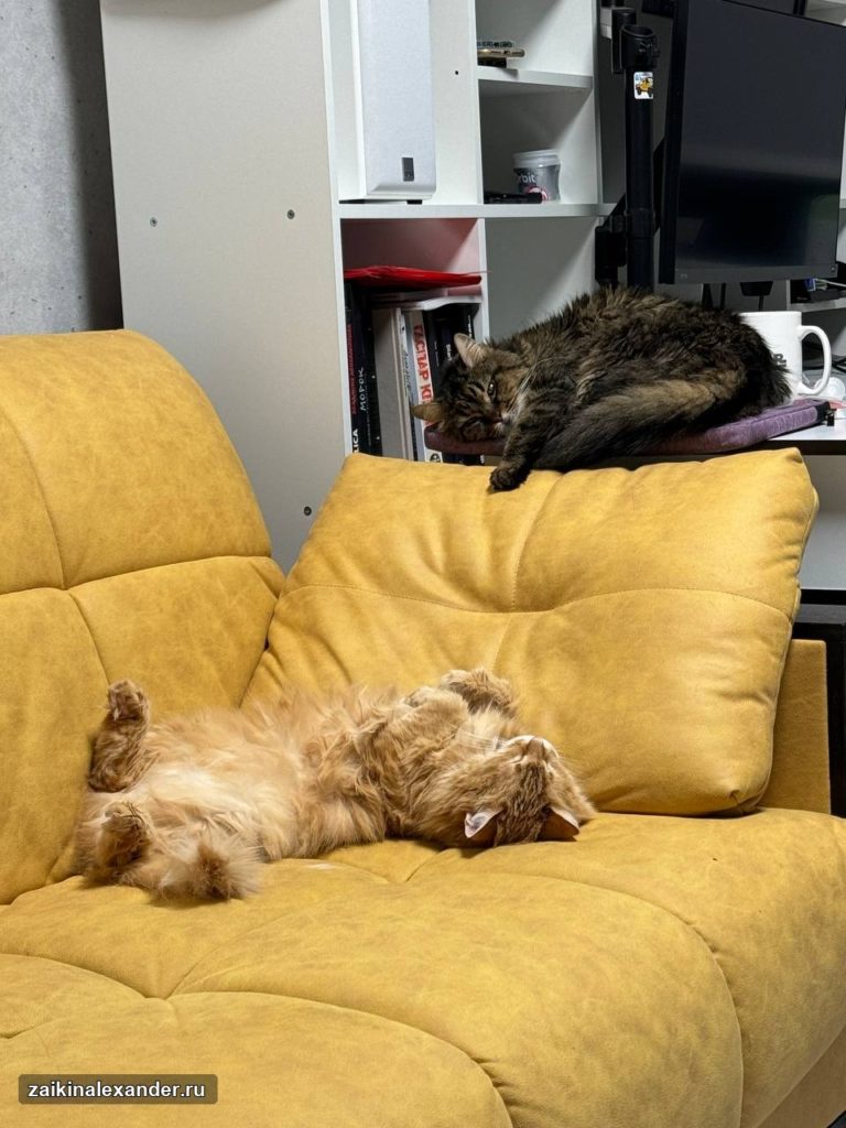 Коты отдыхают на диване