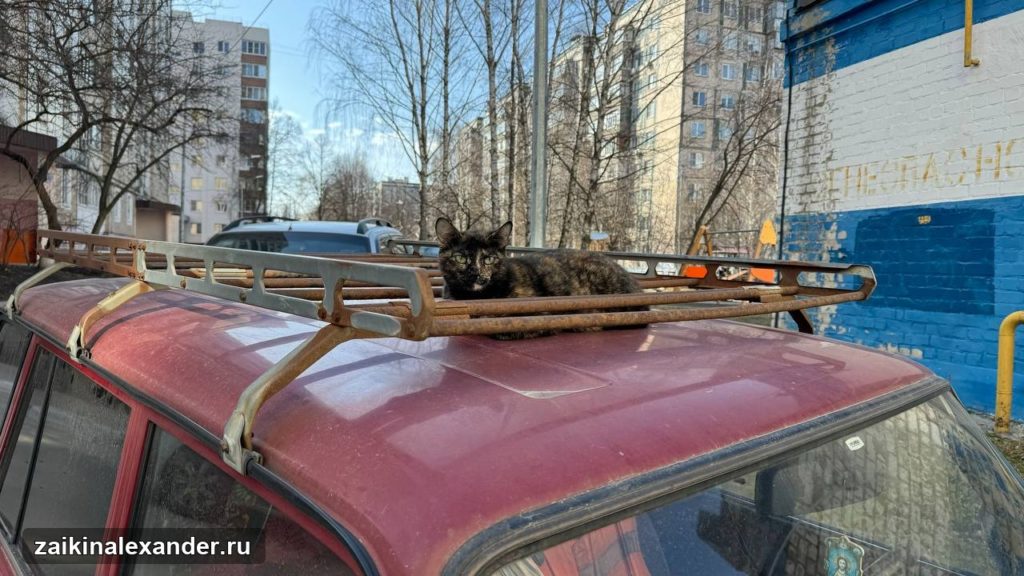 Кот устроился на крыше автомобиля